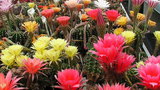 Uhlig kakteen Echinopsis Hybriden