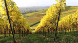 Schluchters Weinstube, Pfedelbach-Baierbach