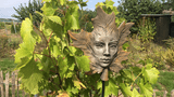 Heilkräuter Garten Wenninger