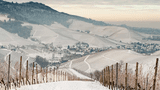Winter im Weinberg