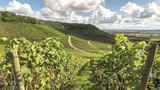 Blick über die Brackenheimer Weinberge