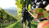 Sonderführung: Spaziergang durch den Weinberg