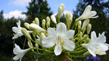 0729_agapanthus.jpg