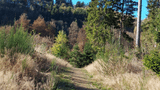 Pfad Wald Eicherscheid Oktober (co) Theißen-Braun