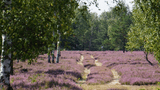 Blühende Heide bei Reicherskreuz