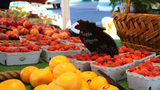 ibbenbueren-wochenmarkt