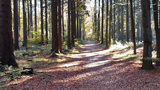 Weg Fichtenwald Schlangenberg September-November (