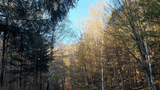 Novemberstimmung (co) Theißen-Braun