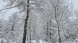 Winterwald