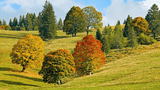 Herbstbäume