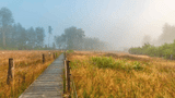 Sistiger Heide