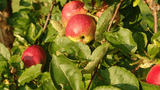 Streuobstwiese bei Irndorf (5)