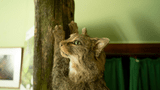 Wildkatze