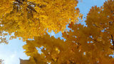 Herbstliche Bäume in Guben
