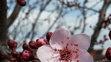 Kirschblüte