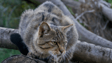 Wildkatze
