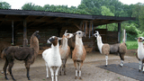 Lamas am Unterstand