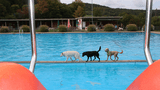 Hundeschwimmen Freibad