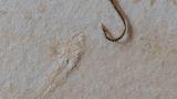 Fossilien
