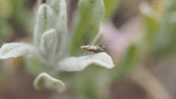 Actinoptera discoidea auf der Sand-Strohblume (Helichrysum arenarium), der Fraßpflanze, 18.05.2024, Trockenrasen bei Wriezen