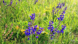 Garten Salbei