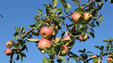 Äpfel