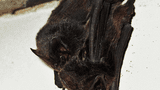 Mopsfledermaus