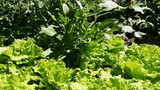 Sommersalat mit frischen Kräutern