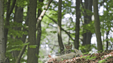 Ferienprogramm Wolf im Bärenpark Worbis