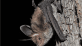 Nacht der Fledermäuse im Bärenpark Worbis