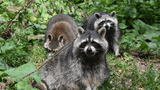 Waschbären im Bärenpark Worbis