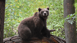 Wildes Worbis - Bärenpark Worbis