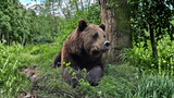Bärensommernacht im Bärenpark Worbis