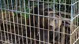Bärenrettung - Ferienprogramm im Bärenpark Worbis