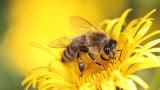 2026-07-05 Wildbienen.jpg