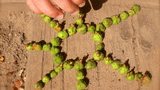 2026-05-31 LandArt.jpg