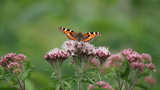 Schmetterling im Ried