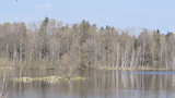 Moorsee im Ried