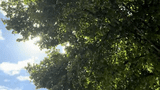 20260628_Kulturgarten Foto Baum