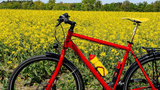 Fahrrad im Rapsfeld