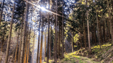 Giebelwald