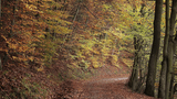 Wald bei Rurberg