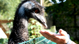 Affen- und Vogelpark Eckenhagen