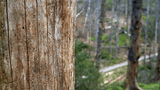 Borkenkäfer im Nationalpark