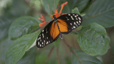 Schmetterling Garten Schmuckbild TMBW