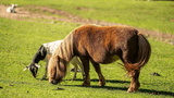 Pferd