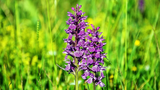 Wilde Orchideen