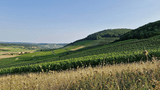 Weinberge in Oberemmel (2)