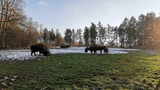 Tierpark
