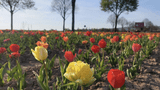 Tulpenfeld Hofgarten Heise.jpeg
